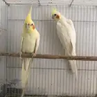 زوج كروان منتج