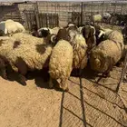 خاروف صافي فل الفل العدد 25