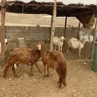 سواكني مرابي فل
