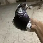نعرض لكم حمام بكستاني