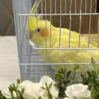 انثى كروان منتجه