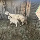 نعجه صفراء متبع