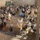 دجاج بياض بلدي مشكل العدد مئتان