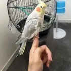 طير كروان ( اليف )