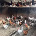 ديوك بلدي