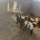 تيوس للبيع الأعمار حول 4- 5 شهور