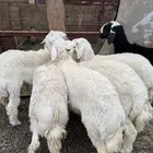 طليان وتيوس ذبايح نظيفه ع الشرط ( سلخ وتوصيل )