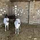 تهامة الباحه الحجره