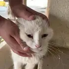 قطه شيرازيه