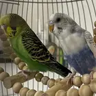 عصافير ح ب للبيع