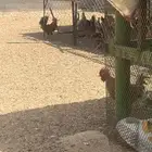 دجاج بلدي وفرنسي وتركي فاخر مشروع كامل