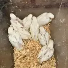 فروخ روز البينو عيون حمر