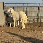 مشروع فحل ابرص فاخر من مراح الباهيات