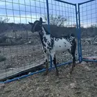 تيس مشروع فحل للبيع