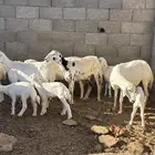 للبيع نعاج حريات مواليد