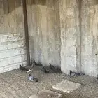 حمام 7 أحواز البيع ل الكل الزوج 10