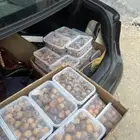 روثانه يحبه قلبك والتقييمات تثبت