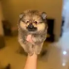 pomeranian puppy for sale