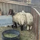 رخال نعيم طيبات ذبايح