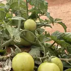 مزرعة مصغره للبيع مكتملة الخدمات