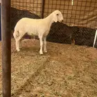 رخل حريه