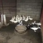 نعرض لكم بط بكيني العمر 5 اشهر عدده 24حبه