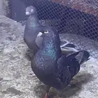 حمام زينه عشه كامله للبدل فقط