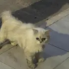 قط بيت ضائع
