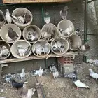 حمام فرنسي و باكستاني منتج