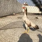 جوز شامو