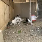 فروخ براهما