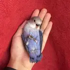 طير روز اليف هدد نشبهه مناسب للاطفال و الكبار