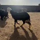 رخل صنف نجديه عمرها أربعه شهور