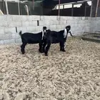 عدد2 تيوس عارضية طيبة للبيع