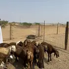 طليان سواكن