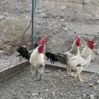 ديوك