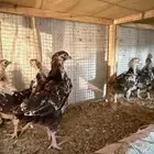 للبيع صوص دجاج سوساكس انجليزي