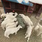 بهم 21