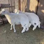 للبيع طليان