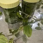 اوفر سدر اخضر ومطحون