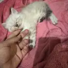 قط شيرازي مكس هملايا للبيع