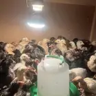 صوص بلدي