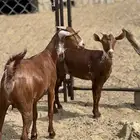 جفار وشح