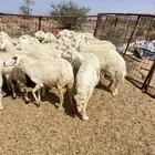 غنم حريات دفيع