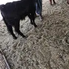 حايل ماعمر ولدت