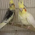 كروان منتج للبيع