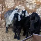 3تيوس وجفره فل شحم نضيفه