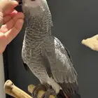 فروخ كاسكو نهاية غر سوبر جمبو