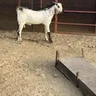تيس فحل صنف