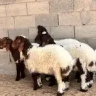 بهم نعيم